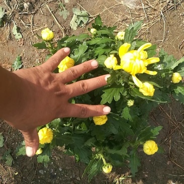 菊花大菊花盆栽基地直发