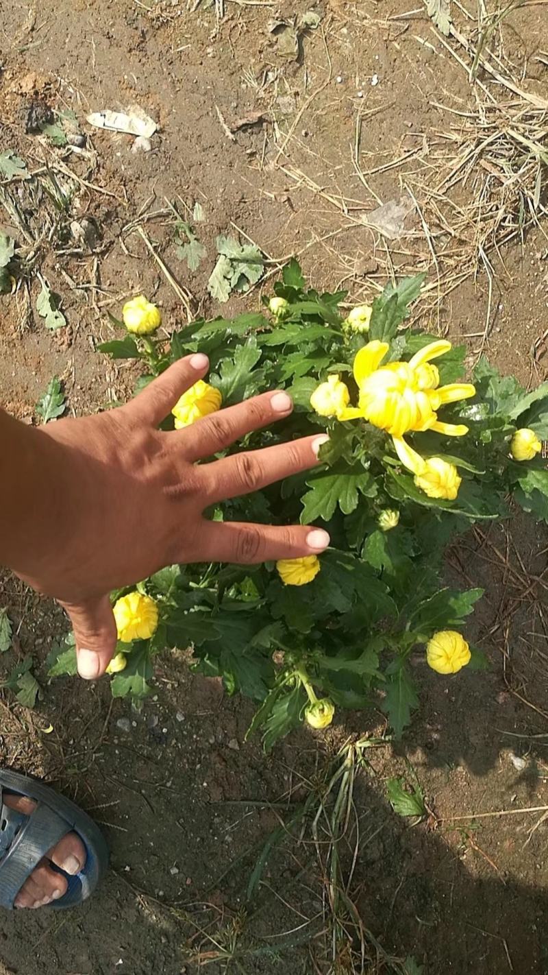菊花大菊花盆栽基地直发