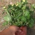 菊花大菊花盆栽基地直发