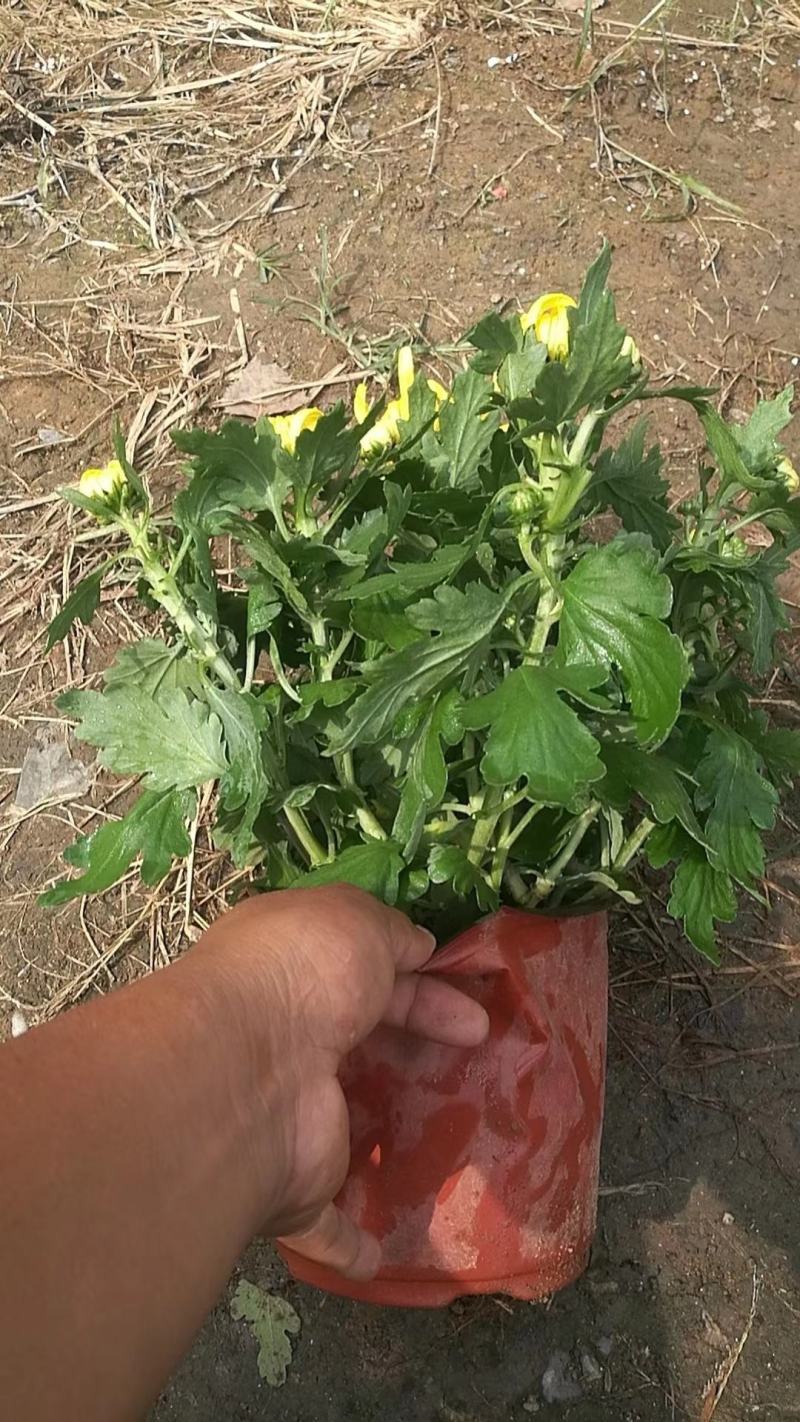 菊花大菊花盆栽基地直发