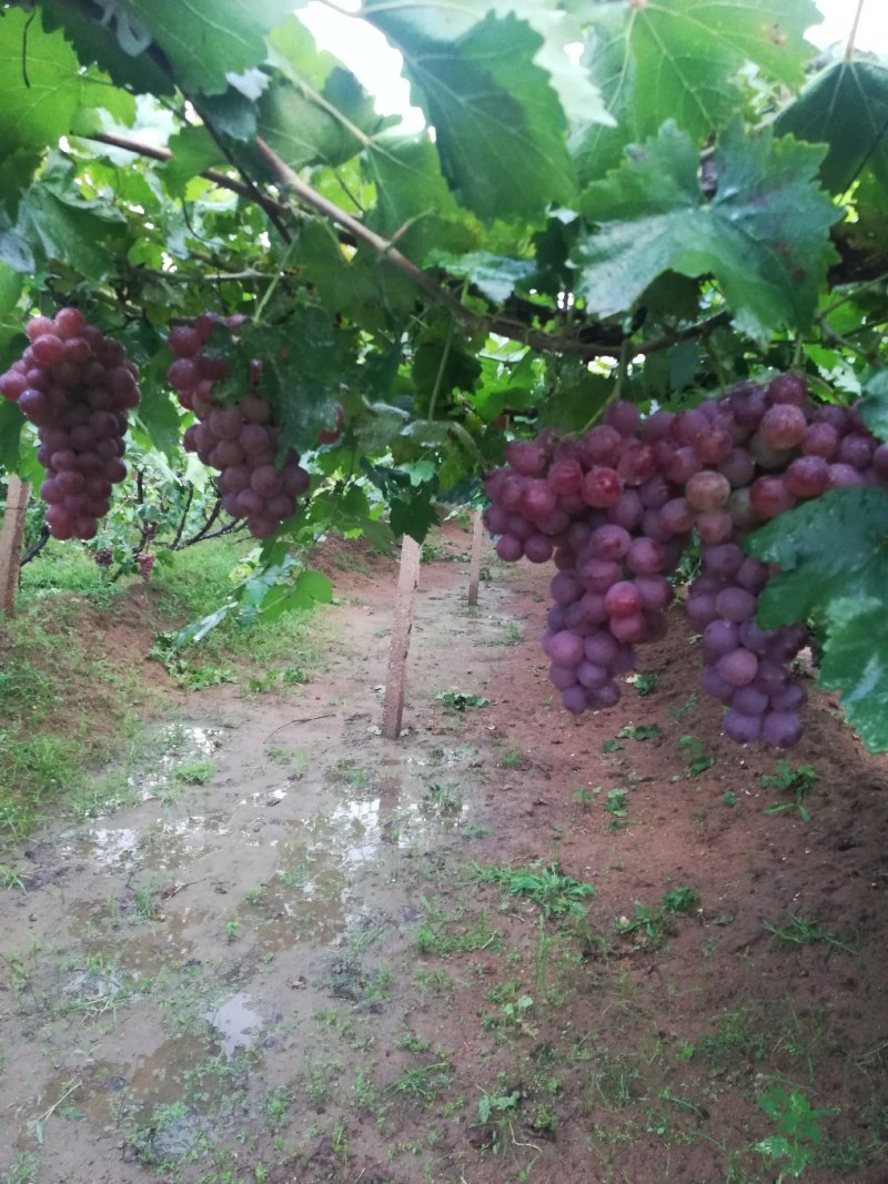 辽宁地区红提葡萄已成熟大面积种植，货源充足，