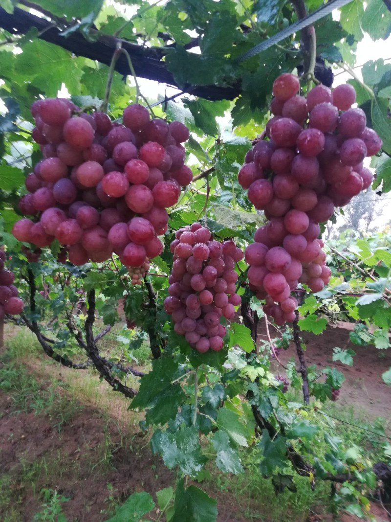 辽宁地区红提葡萄已成熟大面积种植，货源充足，