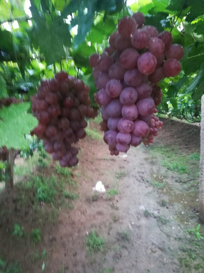 辽宁地区红提葡萄已成熟大面积种植，货源充足，