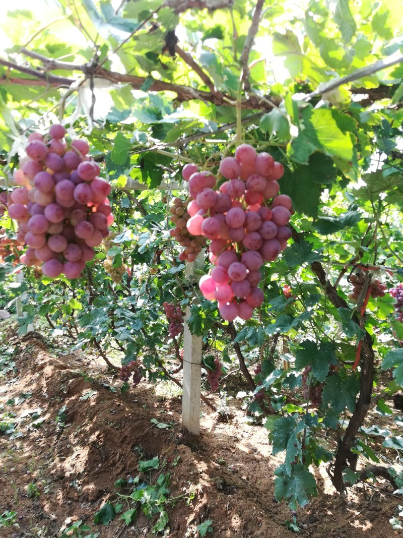 辽宁地区红提葡萄已成熟大面积种植，货源充足，