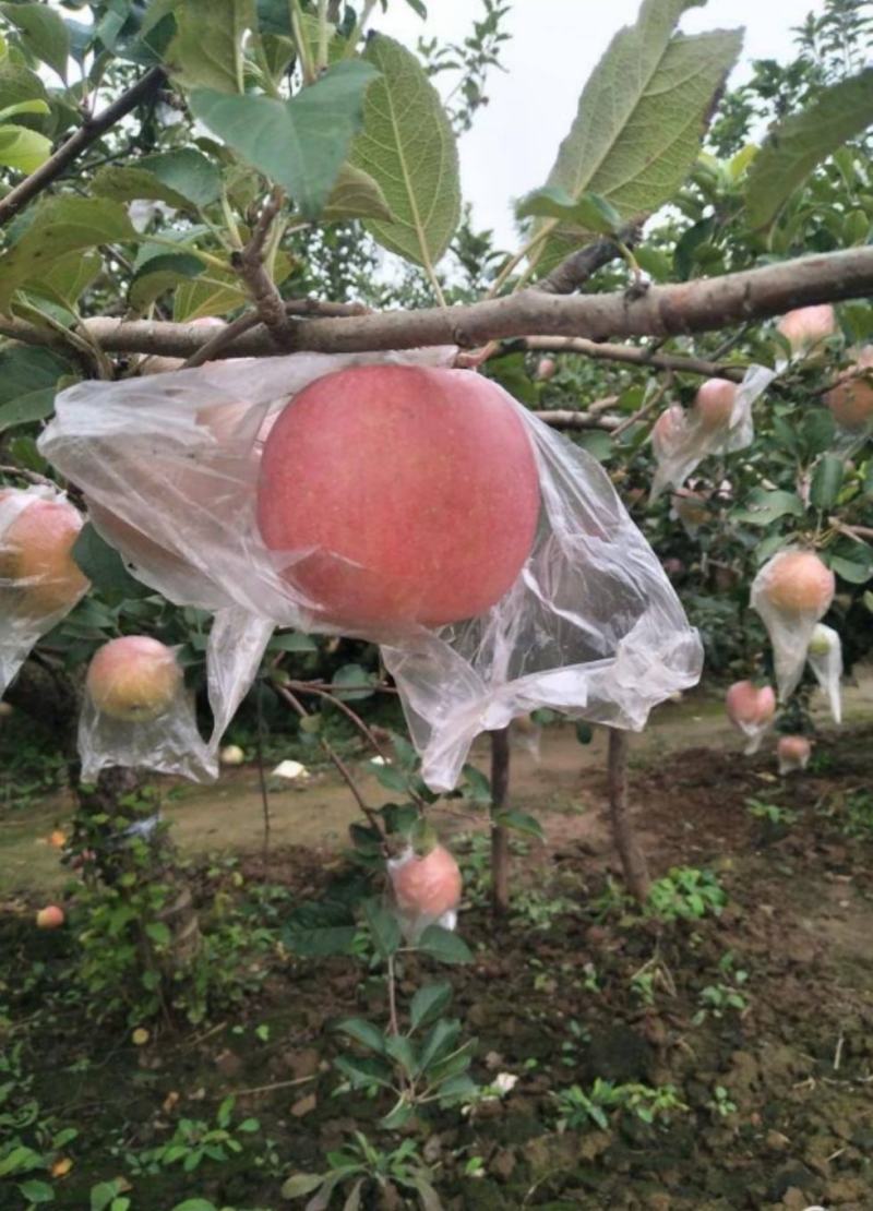 红星苹果产地优质苹果山东苹果大量批发价格随行就市