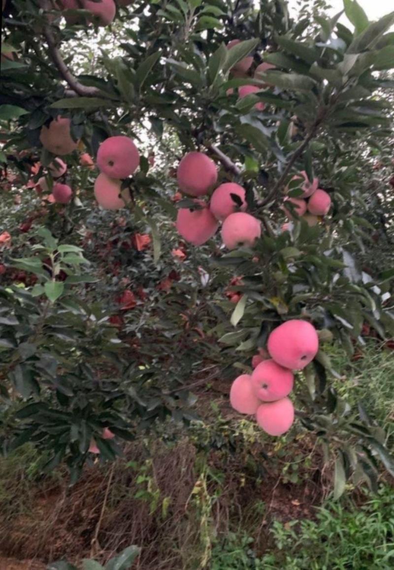红星苹果产地优质苹果山东苹果大量批发价格随行就市