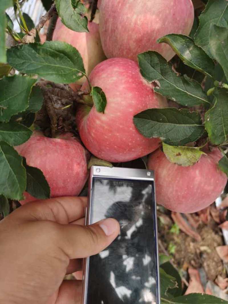 红星苹果产地优质苹果山东苹果大量批发价格随行就市