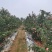红星苹果产地优质苹果山东苹果大量批发价格随行就市