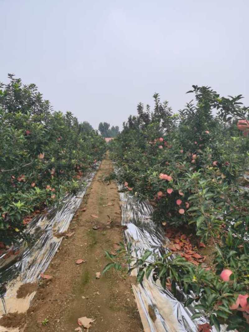 红星苹果产地优质苹果山东苹果大量批发价格随行就市