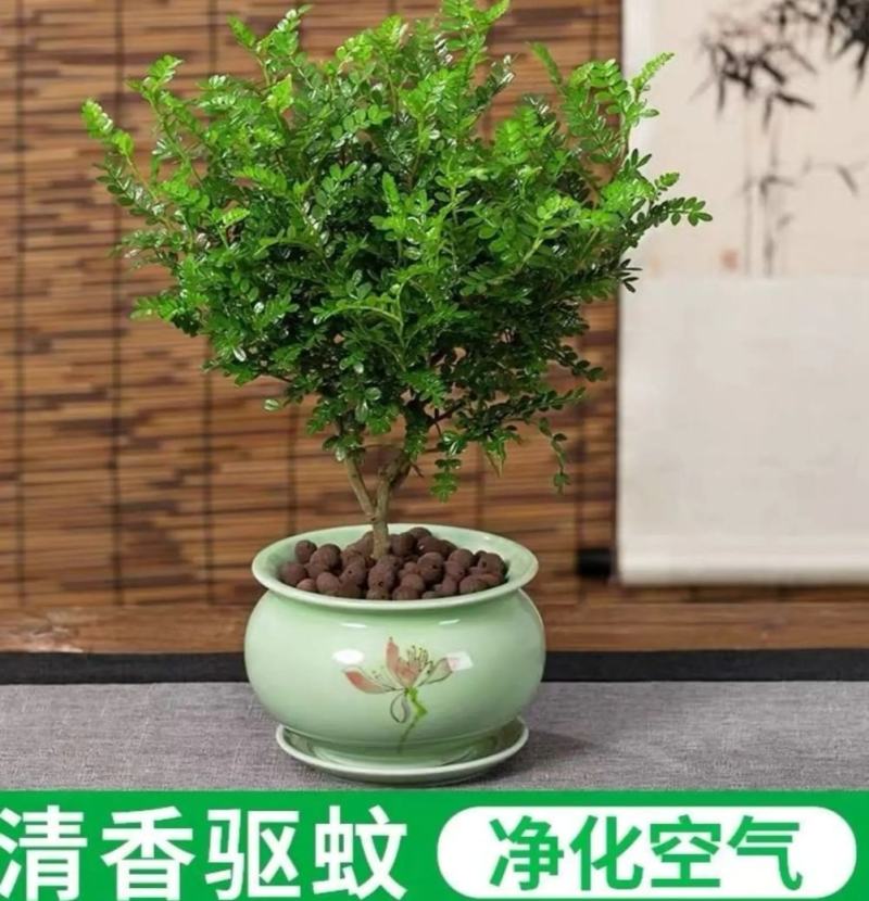 清香木盆栽清香驱蚊虫四季常青包邮