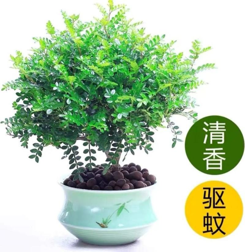 清香木盆栽清香驱蚊虫四季常青包邮