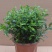 清香木盆栽清香驱蚊虫四季常青包邮