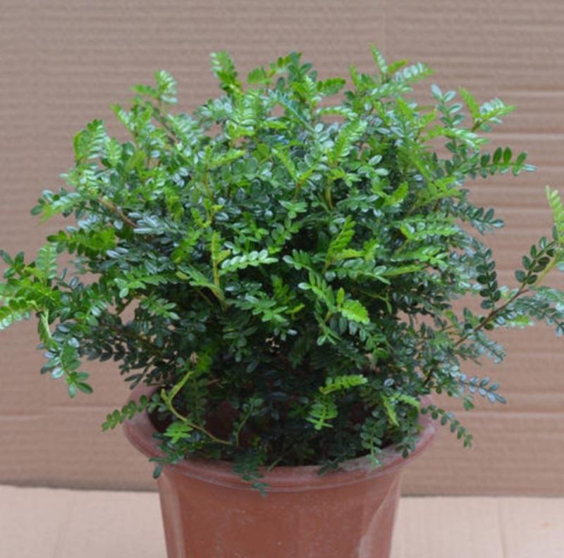 清香木盆栽清香驱蚊虫四季常青包邮