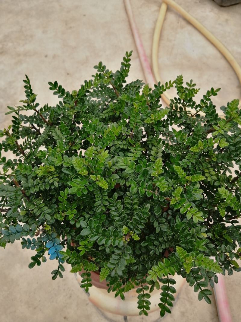 清香木盆栽清香驱蚊虫四季常青包邮