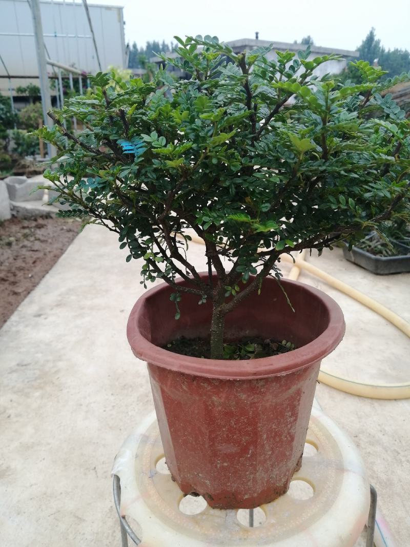 清香木盆栽清香驱蚊虫四季常青包邮