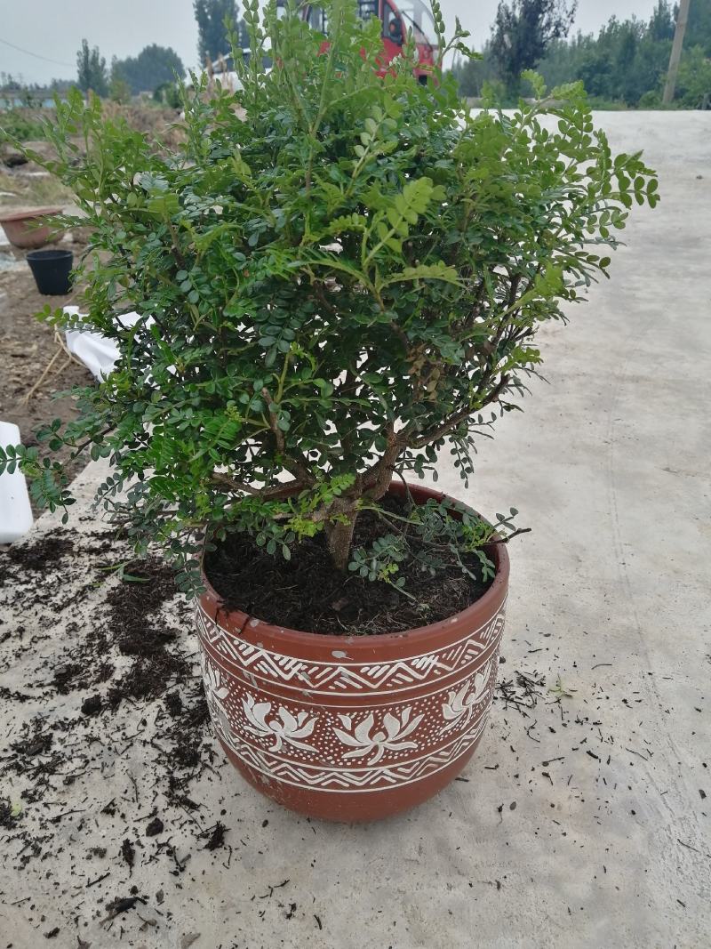 清香木盆栽清香驱蚊虫四季常青包邮