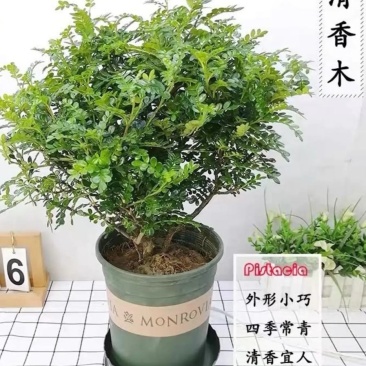 清香木盆栽清香驱蚊虫四季常青包邮