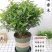 清香木盆栽清香驱蚊虫四季常青包邮