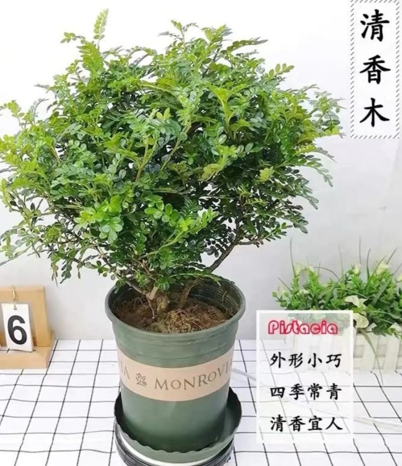 清香木盆栽清香驱蚊虫四季常青包邮