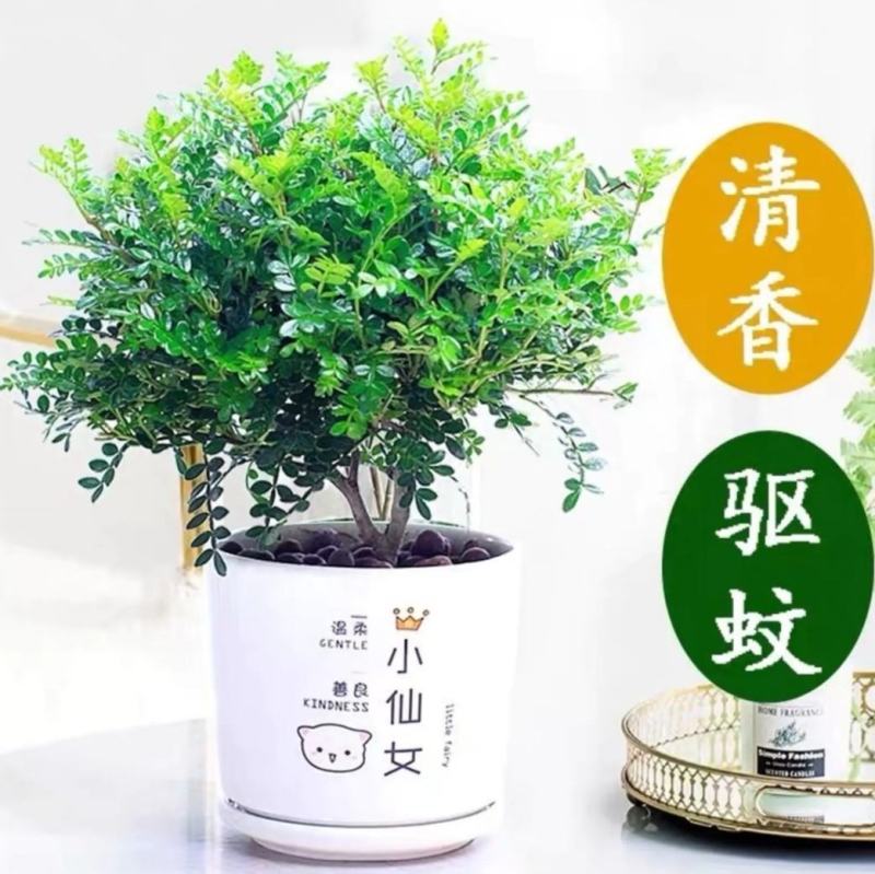 清香木盆栽清香驱蚊虫四季常青包邮