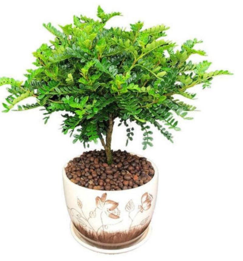 清香木盆栽清香驱蚊虫四季常青包邮