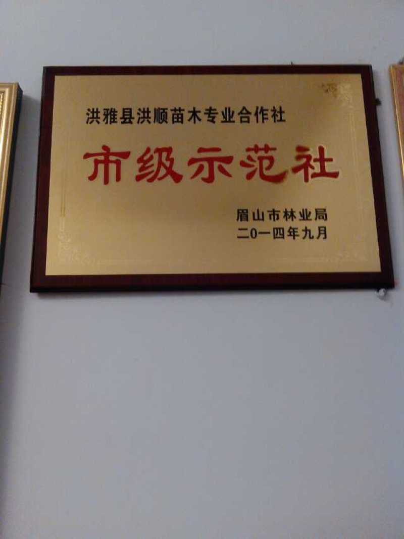 香樟苗造林苗木绿化苗木