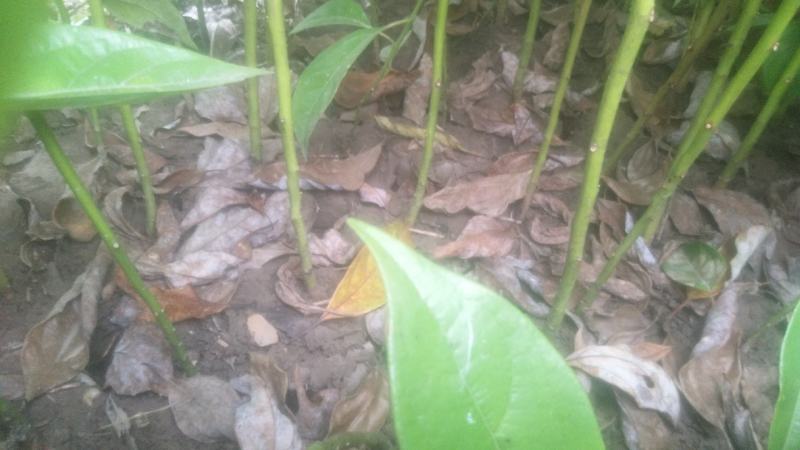 香樟苗造林苗木绿化苗木