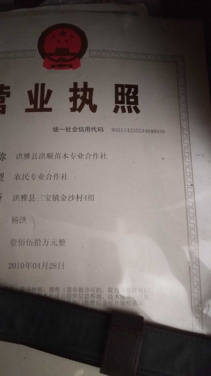 香樟苗造林苗木绿化苗木