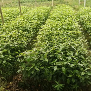 香樟苗造林苗木绿化苗木