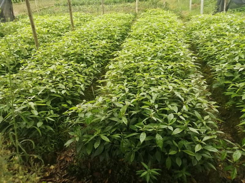 香樟苗造林苗木绿化苗木