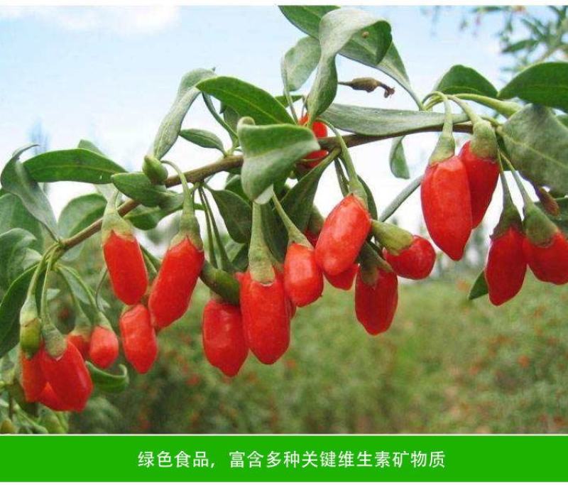 红枸杞树苗宁夏枸杞苗当年结果野生枸杞苗南方北方种植果树苗