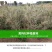 红枸杞树苗宁夏枸杞苗当年结果野生枸杞苗南方北方种植果树苗