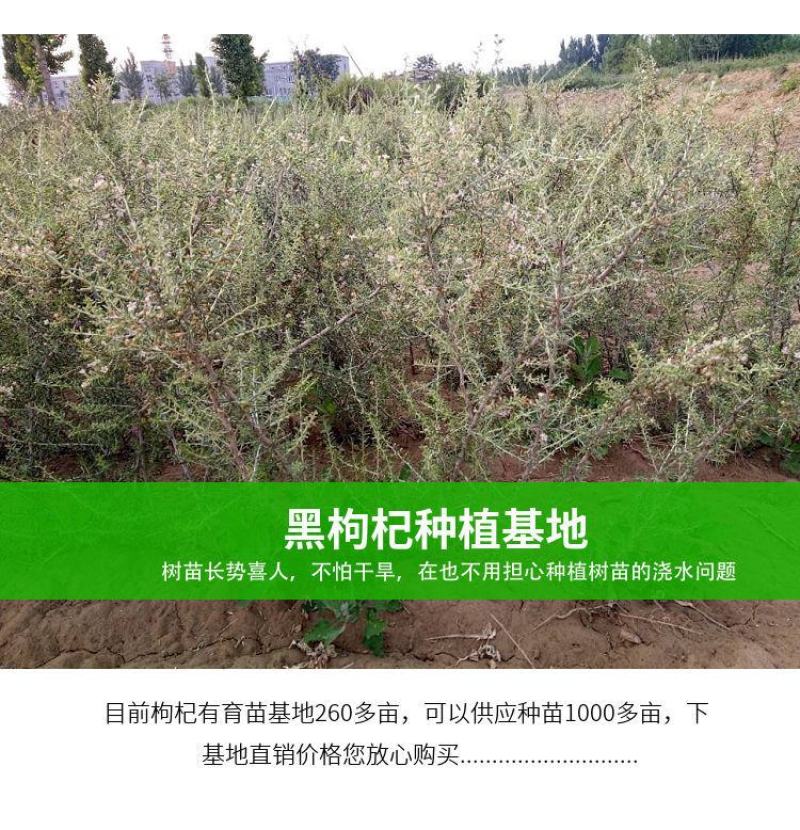 红枸杞树苗宁夏枸杞苗当年结果野生枸杞苗南方北方种植果树苗