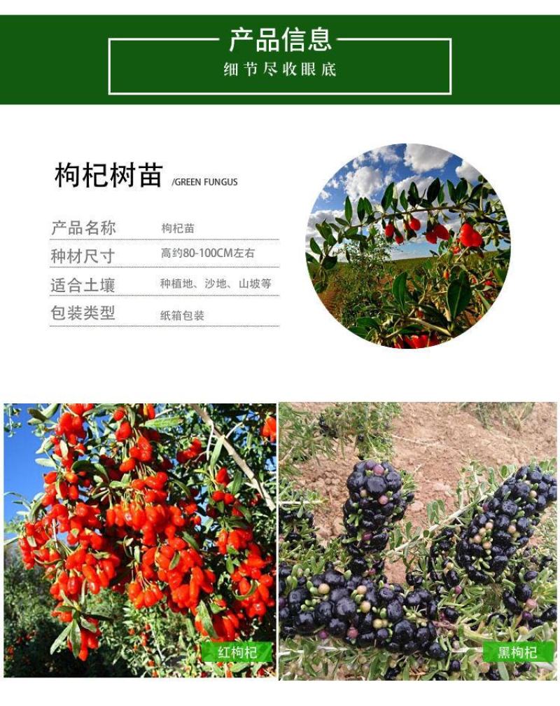 红枸杞树苗宁夏枸杞苗当年结果野生枸杞苗南方北方种植果树苗