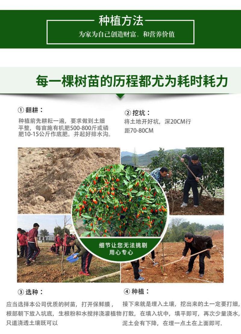 红枸杞树苗宁夏枸杞苗当年结果野生枸杞苗南方北方种植果树苗