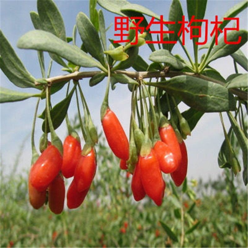 红枸杞树苗宁夏枸杞苗当年结果野生枸杞苗南方北方种植果树苗