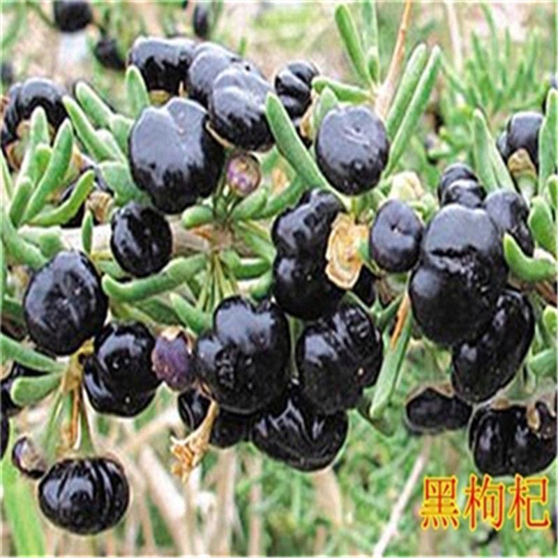 红枸杞树苗宁夏枸杞苗当年结果野生枸杞苗南方北方种植果树苗