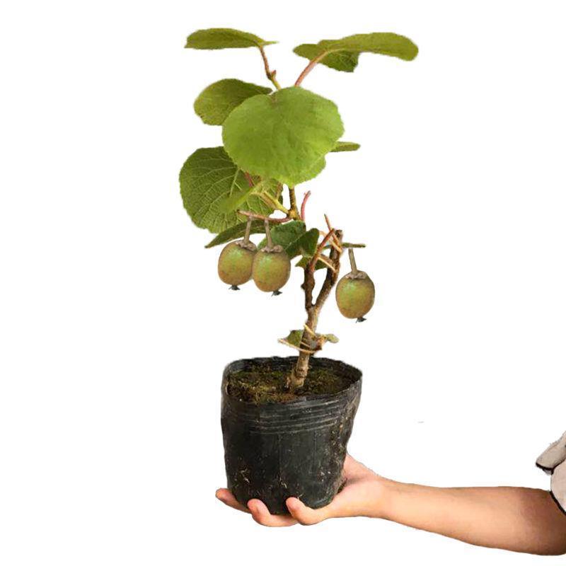 红心软枣猕猴桃树果苗弥猕猴桃苗嫁接南北方种植迷糊桃苗当年