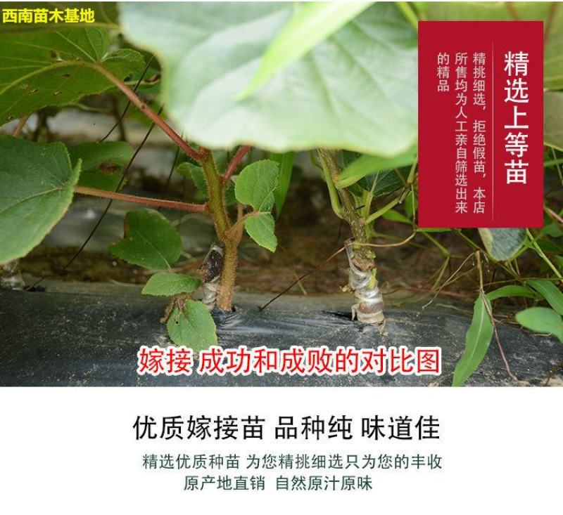 红心软枣猕猴桃树果苗弥猕猴桃苗嫁接南北方种植迷糊桃苗当年
