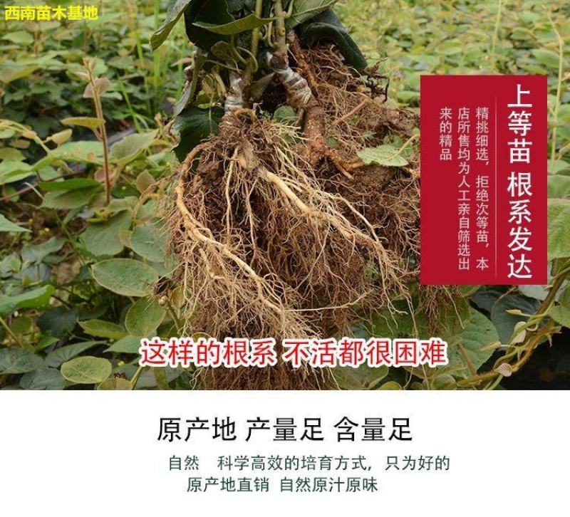 红心软枣猕猴桃树果苗弥猕猴桃苗嫁接南北方种植迷糊桃苗当年