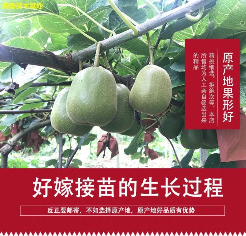 红心软枣猕猴桃树果苗弥猕猴桃苗嫁接南北方种植迷糊桃苗当年