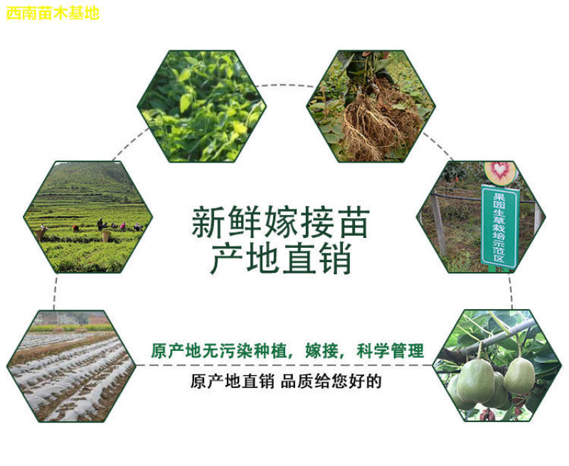 红心软枣猕猴桃树果苗弥猕猴桃苗嫁接南北方种植迷糊桃苗当年
