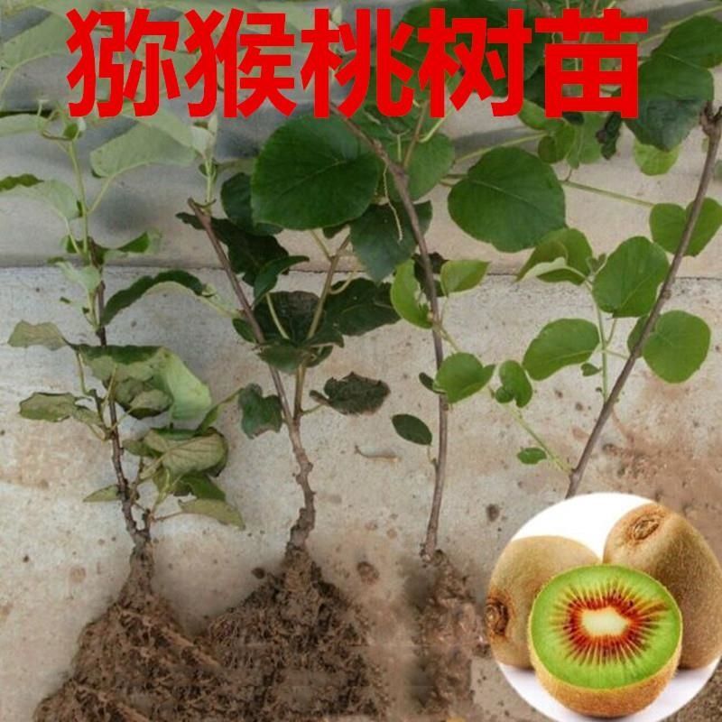 红心软枣猕猴桃树果苗弥猕猴桃苗嫁接南北方种植迷糊桃苗当年