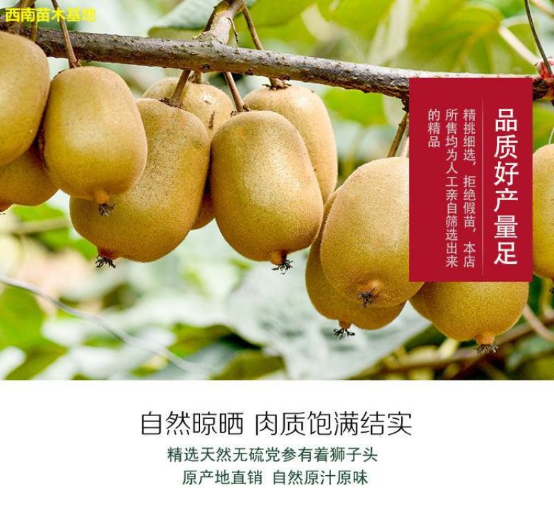红心软枣猕猴桃树果苗弥猕猴桃苗嫁接南北方种植迷糊桃苗当年