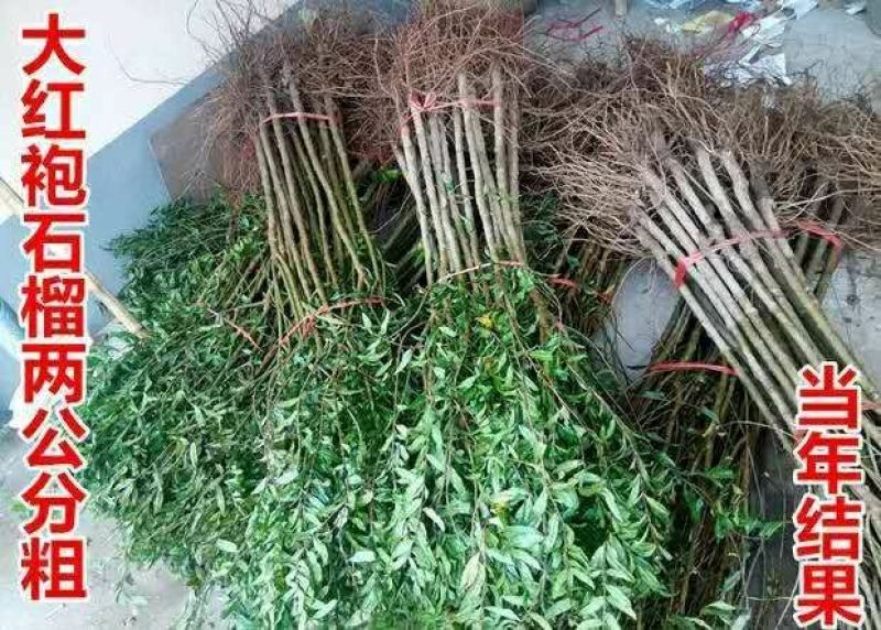 无籽石榴苗突尼斯软籽石榴树苗黑子石榴树果树南北方种植当年