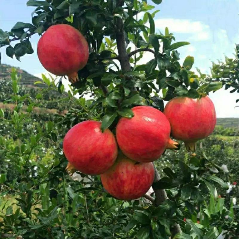 无籽石榴苗突尼斯软籽石榴树苗黑子石榴树果树南北方种植当年