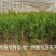无籽石榴苗突尼斯软籽石榴树苗黑子石榴树果树南北方种植当年