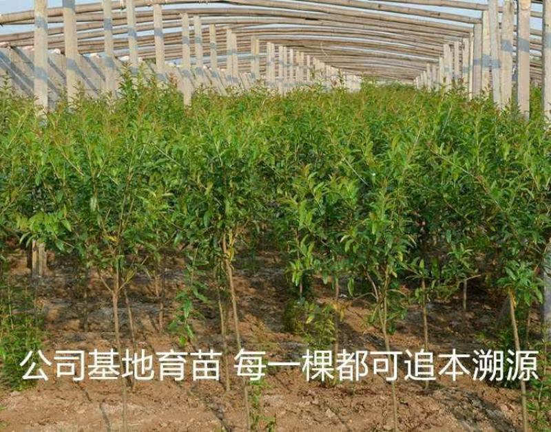 无籽石榴苗突尼斯软籽石榴树苗黑子石榴树果树南北方种植当年