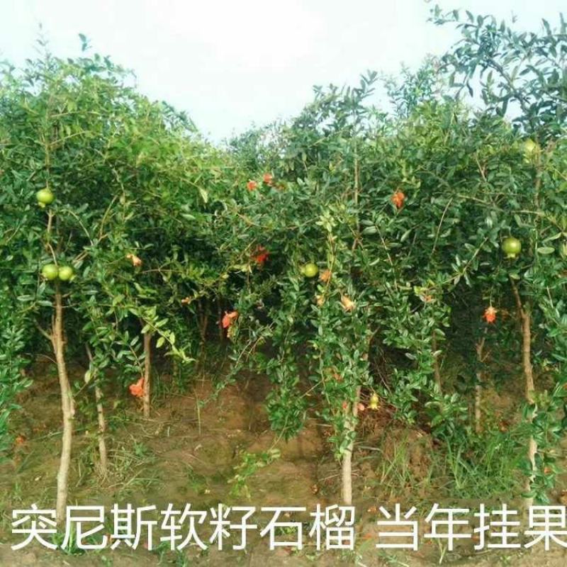 无籽石榴苗突尼斯软籽石榴树苗黑子石榴树果树南北方种植当年