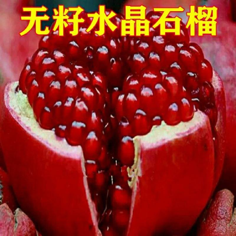 无籽石榴苗突尼斯软籽石榴树苗黑子石榴树果树南北方种植当年